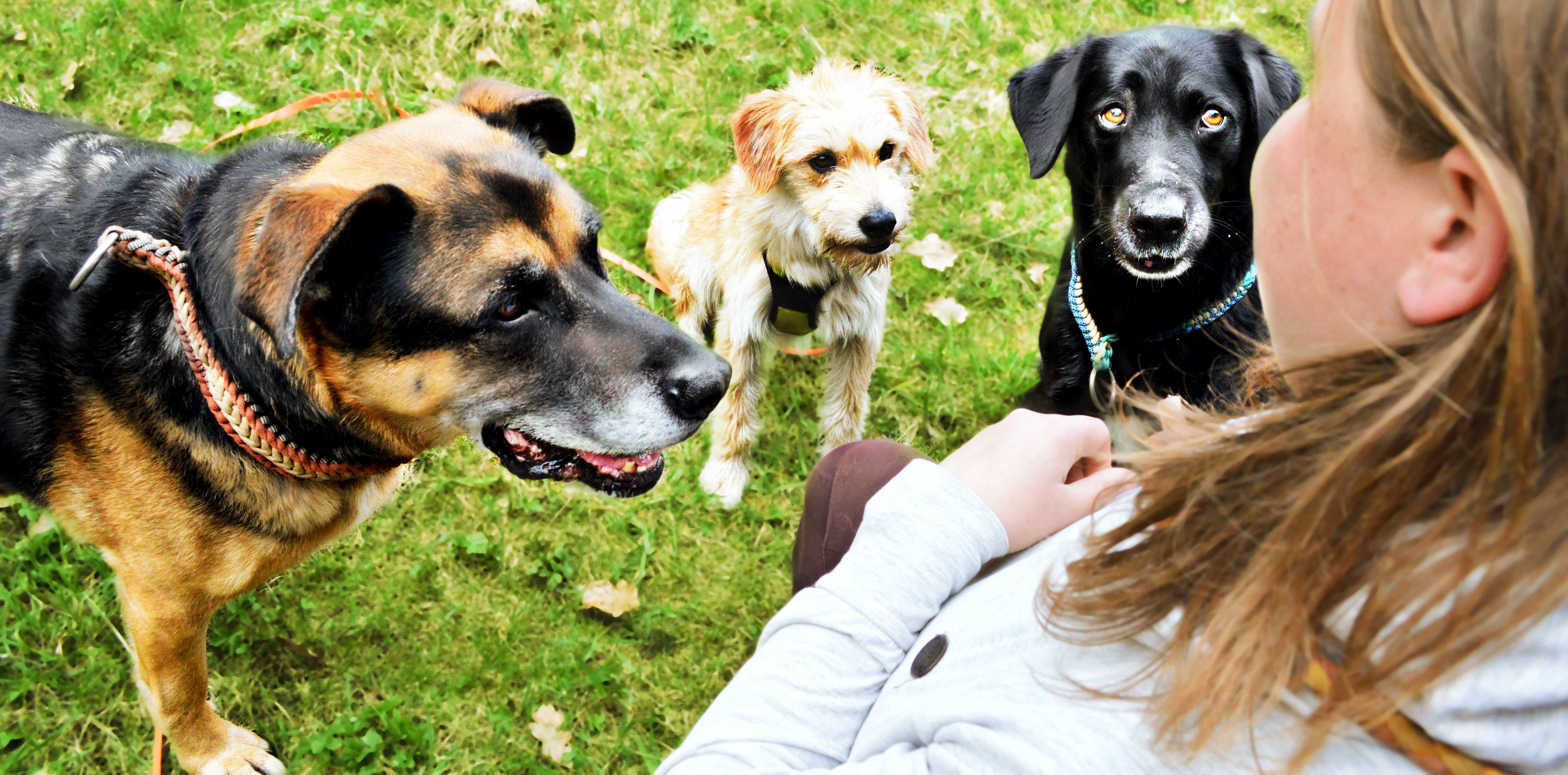 Hundetraining mit Barbara Eglseder