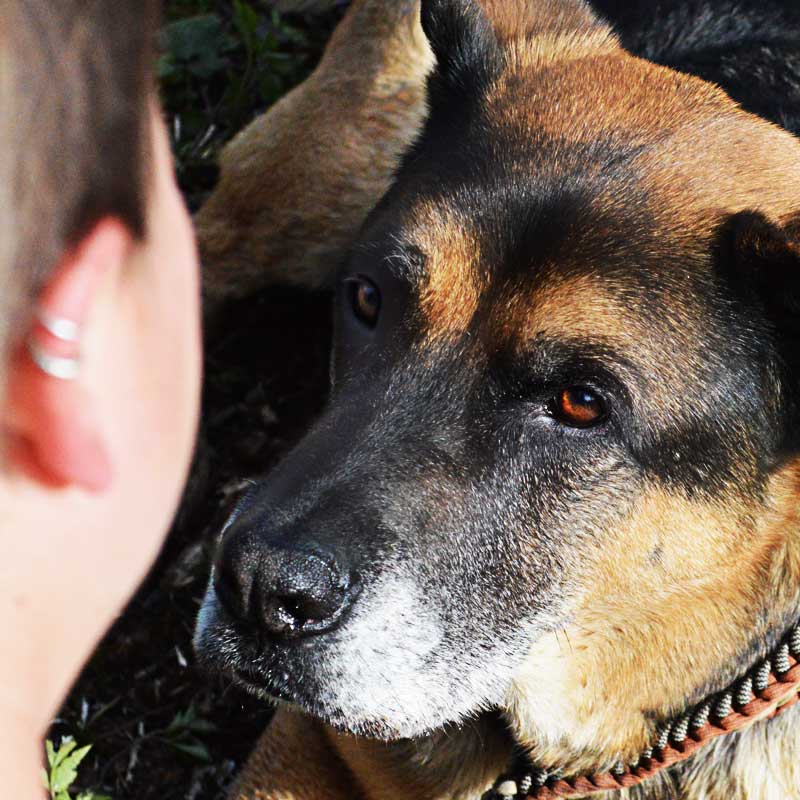 Verstehe deinen Hund