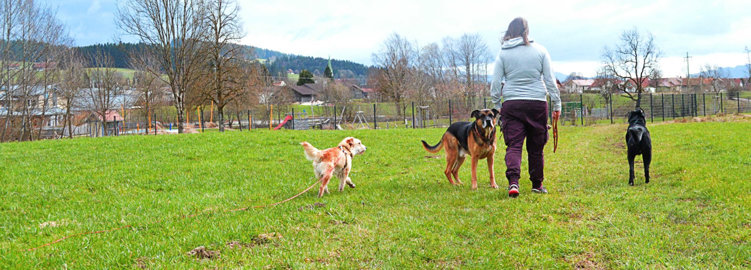 hundetrainer allgäu hundeschule gassi