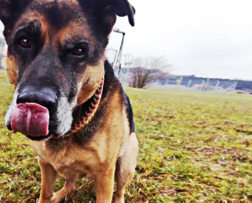 Hund hinterfragt sein Frauchen