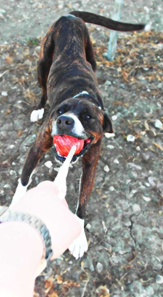 Boxer Rüde zieht an einem Ball mit Strick.